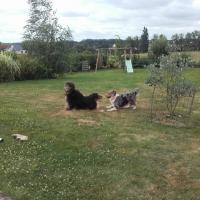 Les Aussies de Fanzie