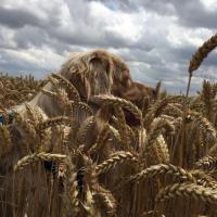 Les Aussies de Fanzie