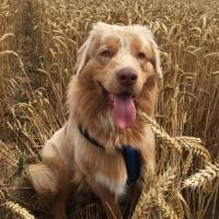 Les Aussies de Fanzie