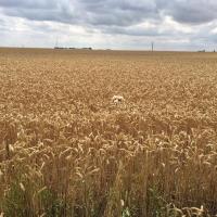 Les Aussies de Fanzie