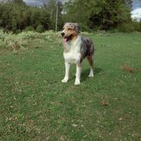 Les Aussies de Fanzie