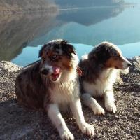 Les Aussies de Fanzie