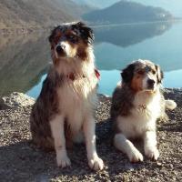 Les Aussies de Fanzie