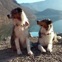 Les Aussies de Fanzie