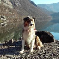 Les Aussies de Fanzie