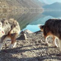 Les Aussies de Fanzie