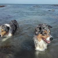 Les Aussies de Fanzie