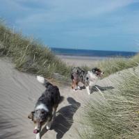 Les Aussies de Fanzie