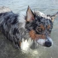 Les Aussies de Fanzie