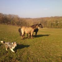 Les Aussies de Fanzie