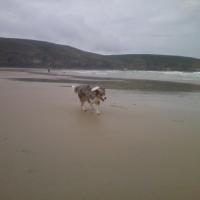 Les Aussies de Fanzie