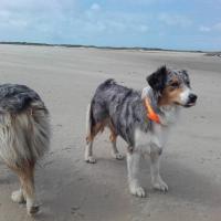 Les Aussies de Fanzie