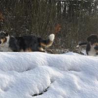 Les Aussies de Fanzie