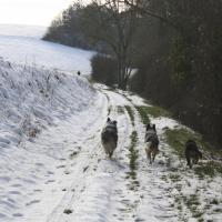 Les Aussies de Fanzie