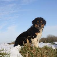 Les Aussies de Fanzie