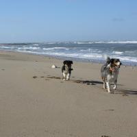 Les Aussies de Fanzie