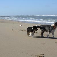 Les Aussies de Fanzie