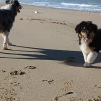 Les Aussies de Fanzie