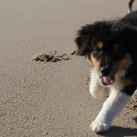 Les Aussies de Fanzie