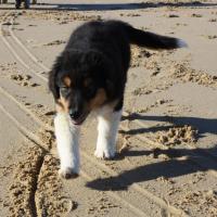 Les Aussies de Fanzie