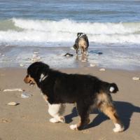 Les Aussies de Fanzie