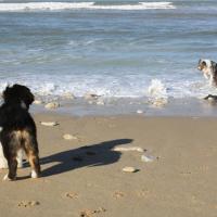 Les Aussies de Fanzie