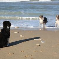 Les Aussies de Fanzie