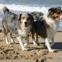 Les Aussies de Fanzie