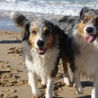 Les Aussies de Fanzie