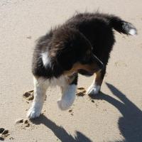 Les Aussies de Fanzie