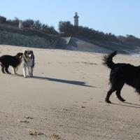 Les Aussies de Fanzie