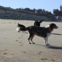 Les Aussies de Fanzie