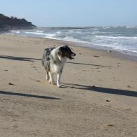 Les Aussies de Fanzie