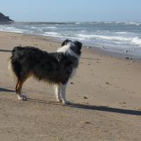 Les Aussies de Fanzie