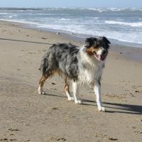 Les Aussies de Fanzie