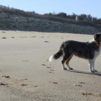 Les Aussies de Fanzie