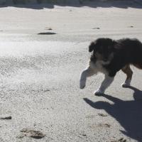 Les Aussies de Fanzie