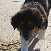 Les Aussies de Fanzie