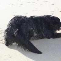 Les Aussies de Fanzie