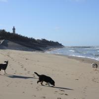 Les Aussies de Fanzie