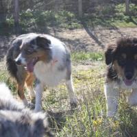 Les Aussies de Fanzie