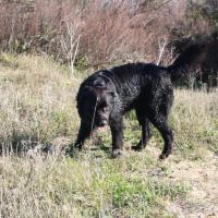 Les Aussies de Fanzie