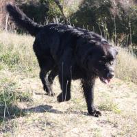 Les Aussies de Fanzie