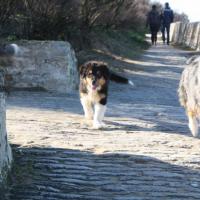 Les Aussies de Fanzie