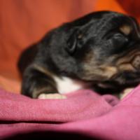 Pacha male noir tri QC (2)