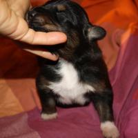 Pacha male noir tri QC (3)