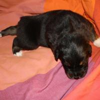 Pacha male noir tri QC (4)