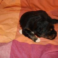 Pacha male noir tri QC (5)