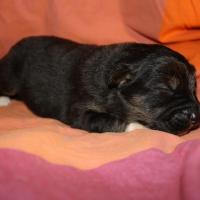 Pimpelle femelle noir tri (1)