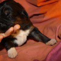 Pimpelle femelle noir tri (2)